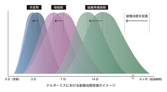 テルダーミスにおける創傷治療促進のイメージ