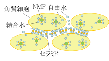 皮膚からの水分蒸発についてのイメージ