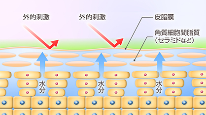 皮膚のバリア機能が正常に働いているイメージ図です