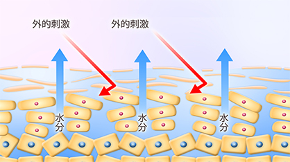 皮膚のバリア機能が低下したときのイメージ図です