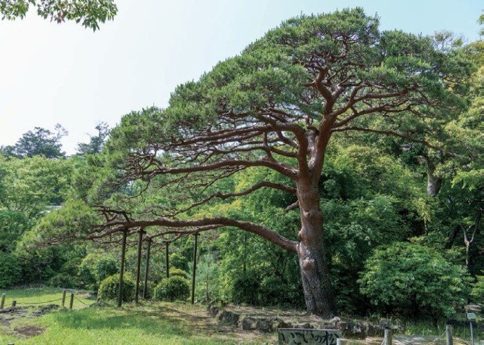 楽寿園・いこいの松