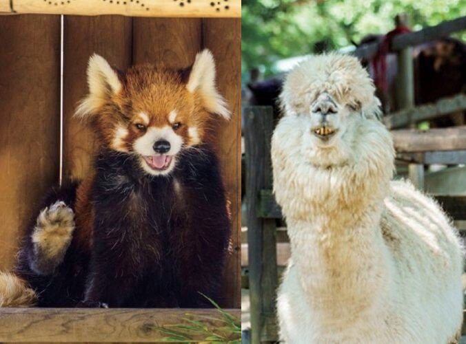 楽寿園の動物たち